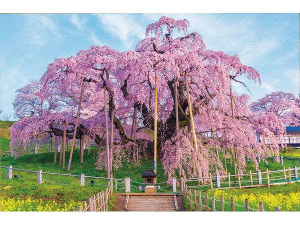 Jigsaw Puzzle Landscapes of Japan (Cherry Blossoms): Miharu Takizakura in Spring Colors 1000pcs (72 x 49cm)