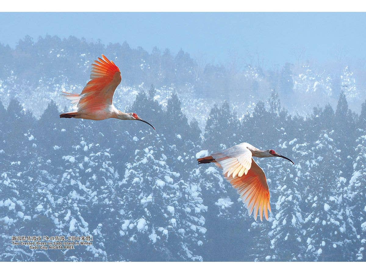 Jigsaw Puzzle: Japanese Cities 127 Two Crested Ibises on Sado Island in Winter Sado City,NIGATA PREF. 300pcs 26cm x 38cm