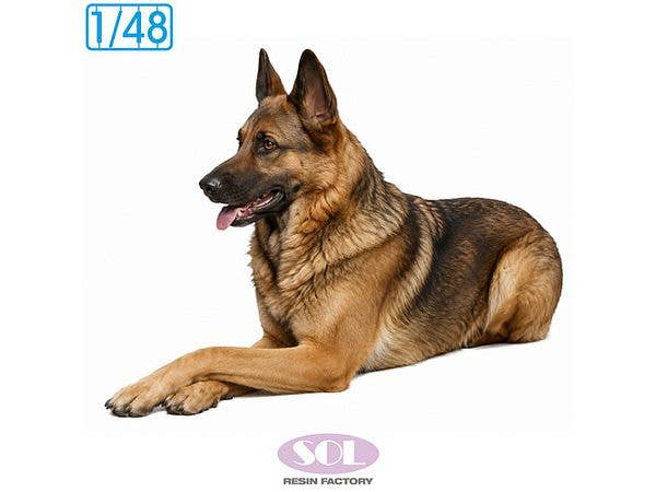German Shepherd Dog -Lying Down Pose-