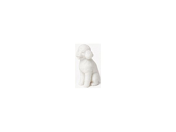 Toy Poodle Sitting